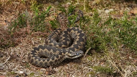 Adder. An Adder or Viper in England (Vipera berus) Stock Footage 129384050