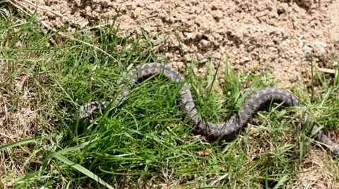 Adder Basking in The Sun. Stock Footage 48700323