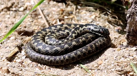 Adder Basking in The Sun. Stock Footage 50534775