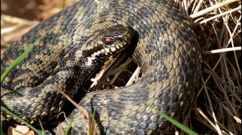 Adder Close Up Stock Footage 35930021