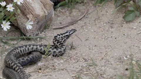 Adder Dance. Male Adders Dancing or Fighting for Dominance. Stock Footage 153375361
