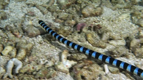 Adder flattail (Laticauda colubrina) free-swimming over sandy bottom at night, Stock Footage 329253666