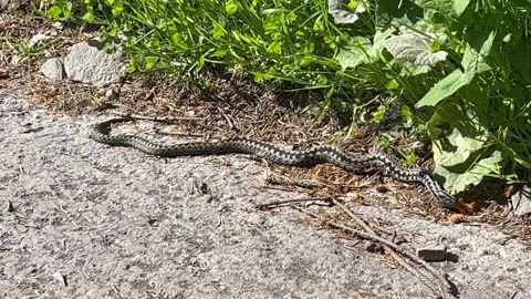 Adder Stock Footage 202352987