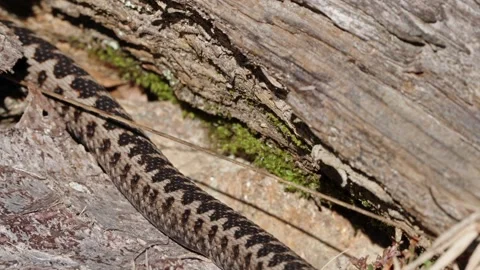 Adder mating season Stock Footage 308489328