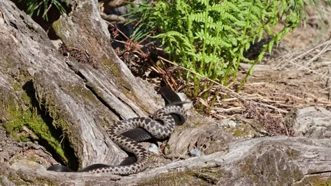 Adder mating season Stock Footage 308505661