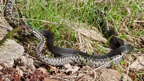 Adder mating season Stock Footage 308506435