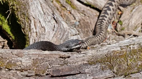Adder mating season Stock Footage 308506436