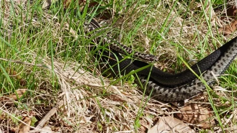 Adder mating season Stock Footage 308506604