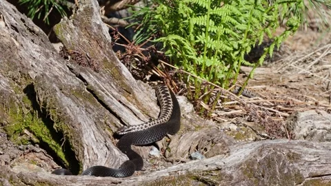 Adder mating season Stock Footage 308506606