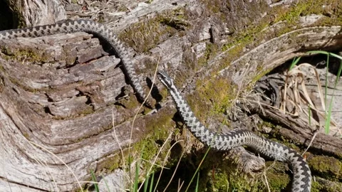 Adder mating season Stock Footage 308506726