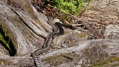 Adder mating season Stock Footage 308506727