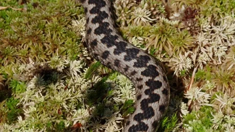 Adder mating season Stock Footage 308507345