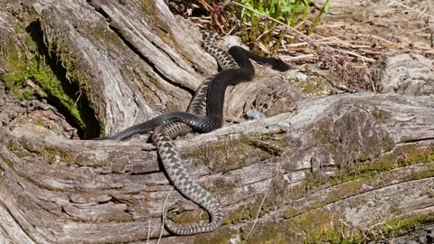 Adder mating season Stock Footage 308507435