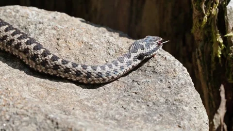 Adder mating season Stock Footage 308507496
