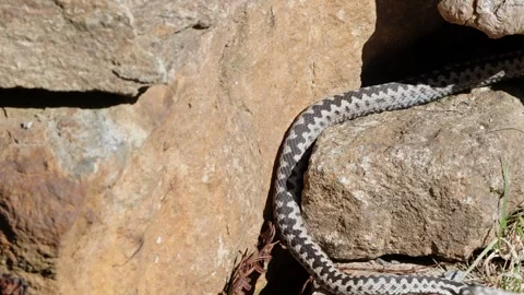 Adder mating season Stock Footage 308507497