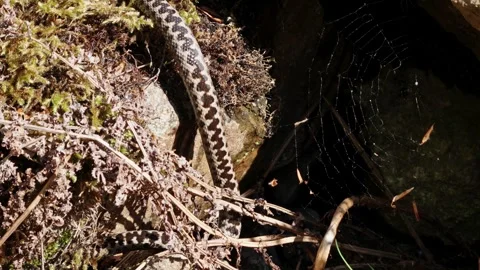 Adder mating season Stock Footage 308507556