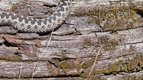 Adder mating season Stock Footage 308507721