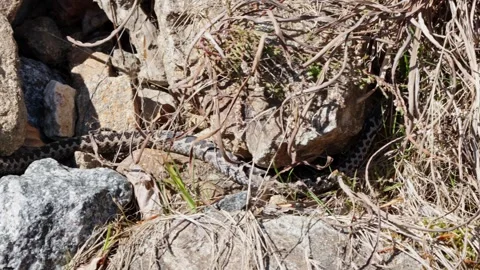 Adder mating season Stock Footage 308507752