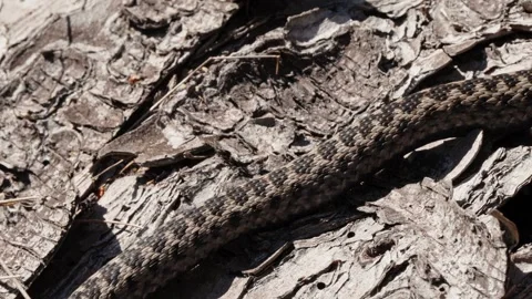 Adder mating season Stock Footage 308507990