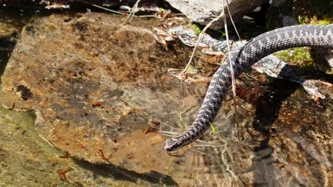 Adder mating season Stock Footage 308508122