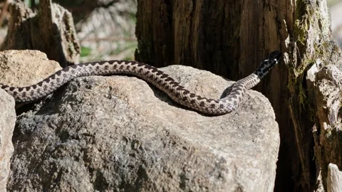 Adder mating season Stock Footage 308508386