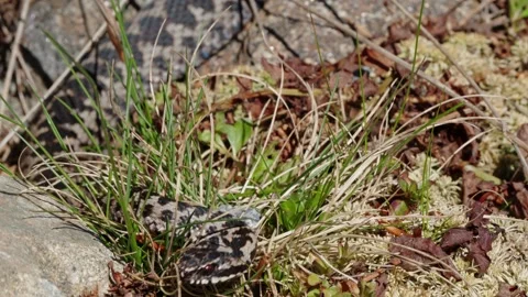 Adder mating season Stock Footage 308508414