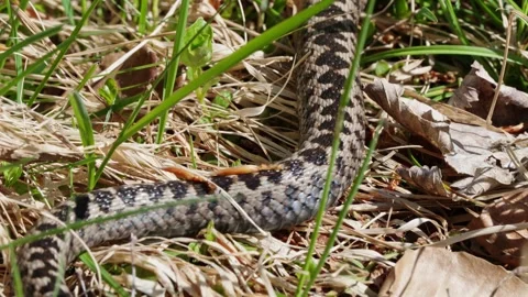 Adder mating season Stock Footage 308508460