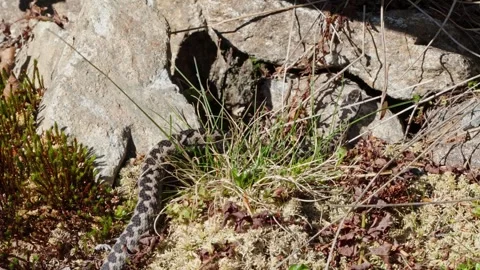 Adder mating season Stock Footage 308508544