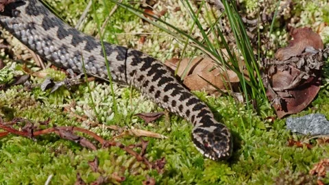 Adder mating season Stock Footage 308508546