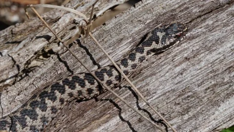 Adder mating season Stock Footage 308508685