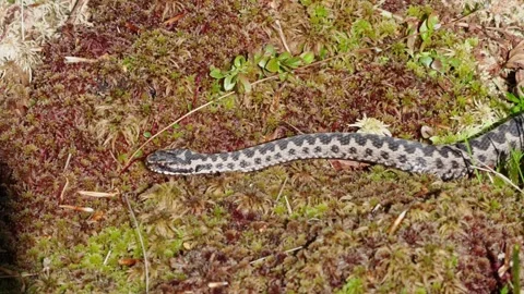 Adder mating season Stock Footage 308508770