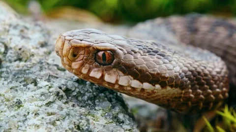 Adder Mosaic - Extreme Macro Portrait of European Viper Stock Footage 343805634