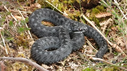 Adder or Viper. A black Adder in England (Vipera berus) Stock Footage 164396904