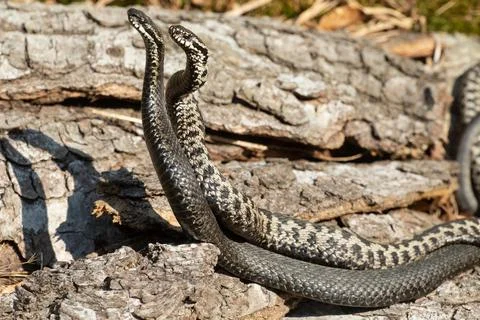Adder seeing two snakes in a commentary fight in front of a tree trunk standing Stock Photos
