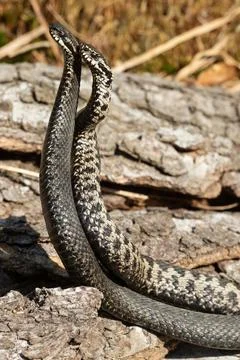 Adder seeing two snakes in a commentary fight in front of a tree trunk standing Stock Photos