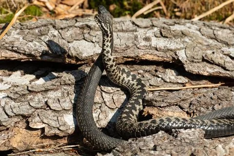 Adder seeing two snakes in a commentary fight in front of a tree trunk standing Stock Photos
