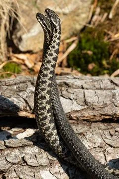 Adder seeing two snakes in a commentary fight in front of a tree trunk standing Stock Photos