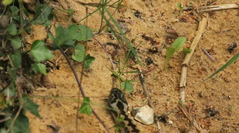Adder slithering Video stock 860290