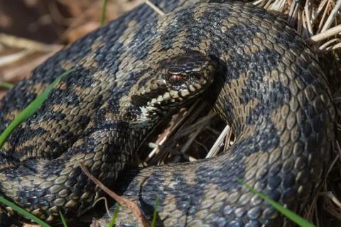 Adder snake coiled Stock Photos