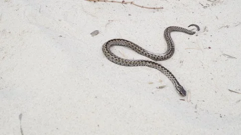 A adder snake moves in the sand Vídeo Stock 97385169