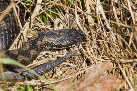 Adder snake Stock Photos