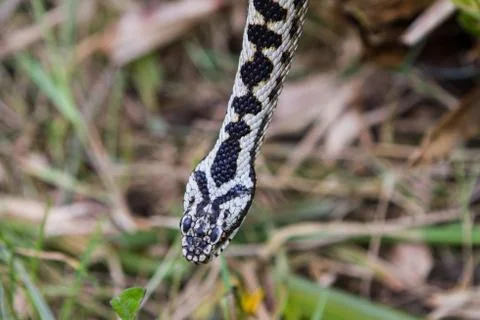 Adder snake Stock Photos