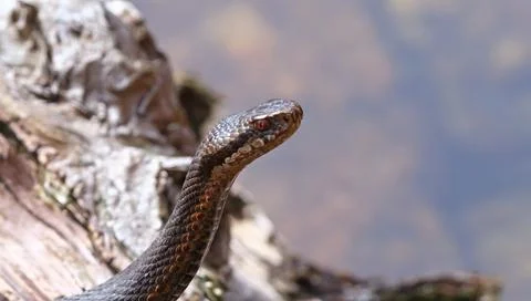Adder snake with red eyes and zigzag pattern on its back near water keyword.. Stock Photos