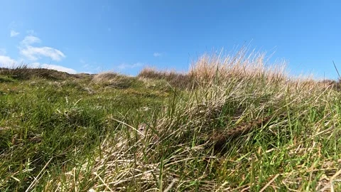 Adder snake resting in grass within Scottish countryside Stock Footage 335813662
