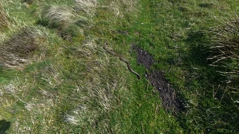 Adder snake resting in grass within Scottish countryside Stock Footage 335813664