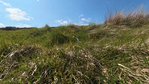Adder snake resting in grass within Scottish countryside Stock Footage 335813666