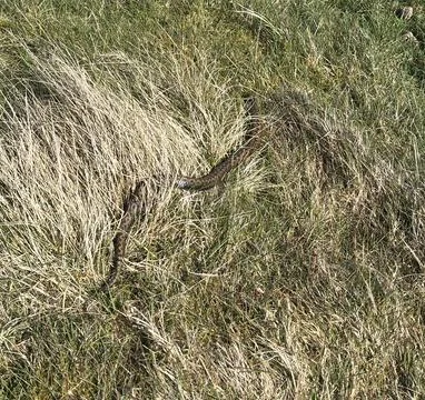 Adder snake (Vipera berus) resting in grass in the Scottish countryside 库存照片