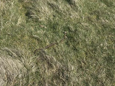 Adder snake (Vipera berus) resting in grass in the Scottish countryside Photos
