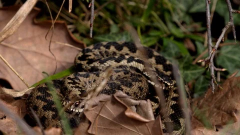 Adder snake in the wild curled up and moving its tongue England UK 4K Vidéo 104524236