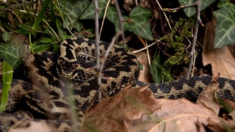 Adder snake in the wild turning around on itself England UK 4K 스톡 동영상 104528965